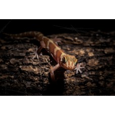 Gecko Terrestre Malgache albino - Paroedura pictus